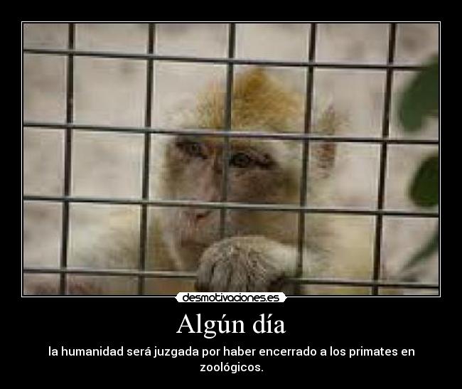 Algún día - la humanidad será juzgada por haber encerrado a los primates en zoológicos.
