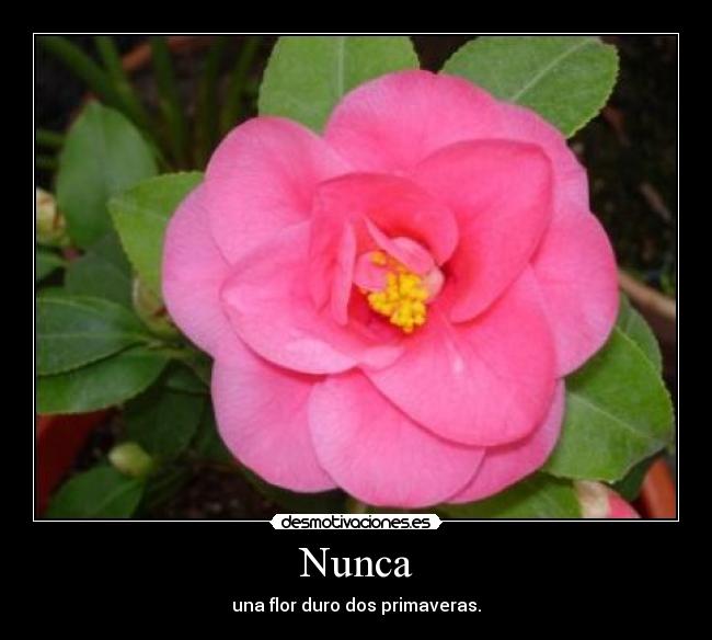 Nunca -