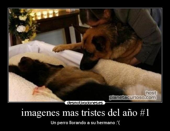 imagenes mas tristes del año #1 -