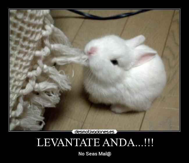 LEVANTATE ANDA...!!! - No Seas Mal@