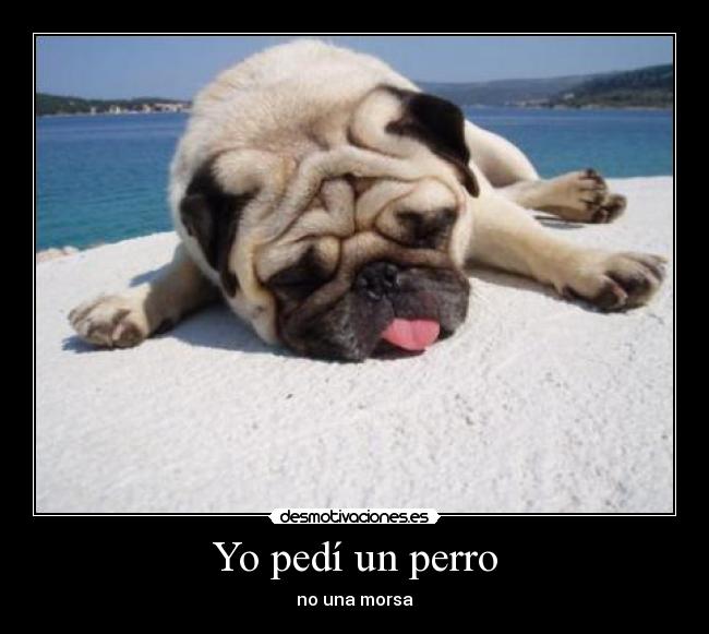Yo pedí un perro - no una morsa