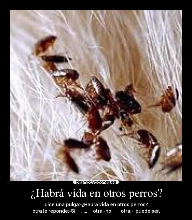 ¿Habrá vida en otros perros? - 