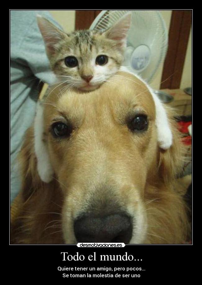 Todo el mundo... - Quiere tener un amigo, pero pocos...
Se toman la molestia de ser uno