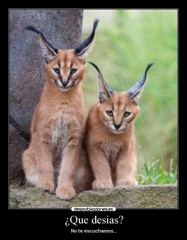 ¿Que desias? - No te escuchamos...