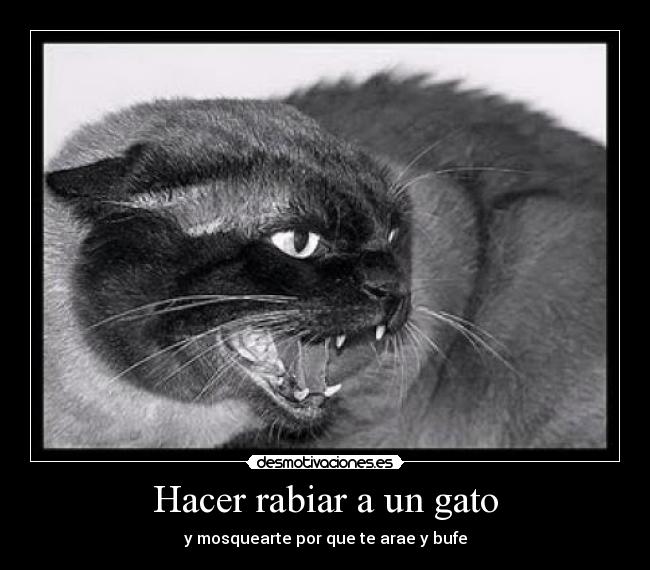Hacer rabiar a un gato - y mosquearte por que te arae y bufe