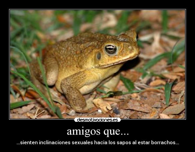amigos que... - ...sienten inclinaciones sexuales hacia los sapos al estar borrachos...