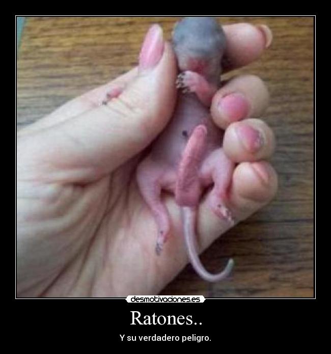 Ratones.. - Y su verdadero peligro.