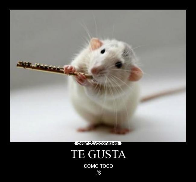 TE GUSTA - COMO TOCO
:$