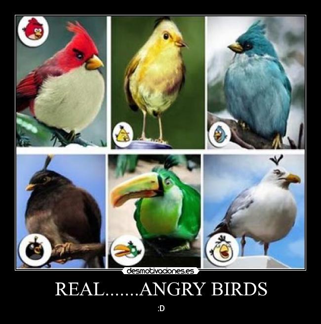 REAL.......ANGRY BIRDS -