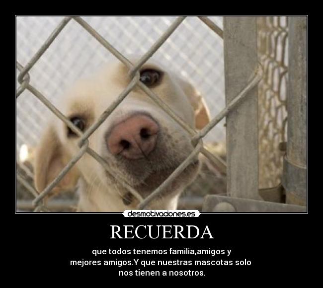 RECUERDA - que todos tenemos familia,amigos y
mejores amigos.Y que nuestras mascotas solo 
nos tienen a nosotros.