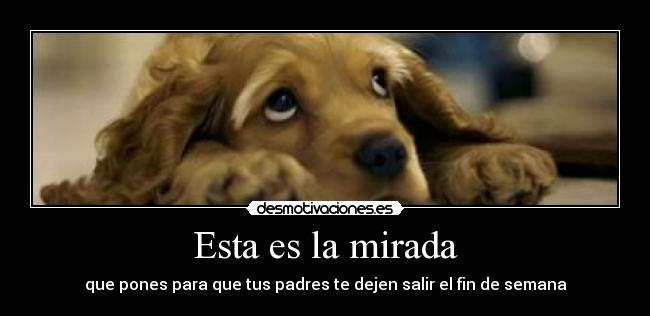Esta es la mirada - que pones para que tus padres te dejen salir el fin de semana