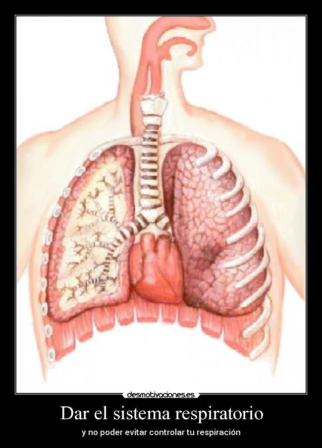 Dar el sistema respiratorio - y no poder evitar controlar tu respiración
