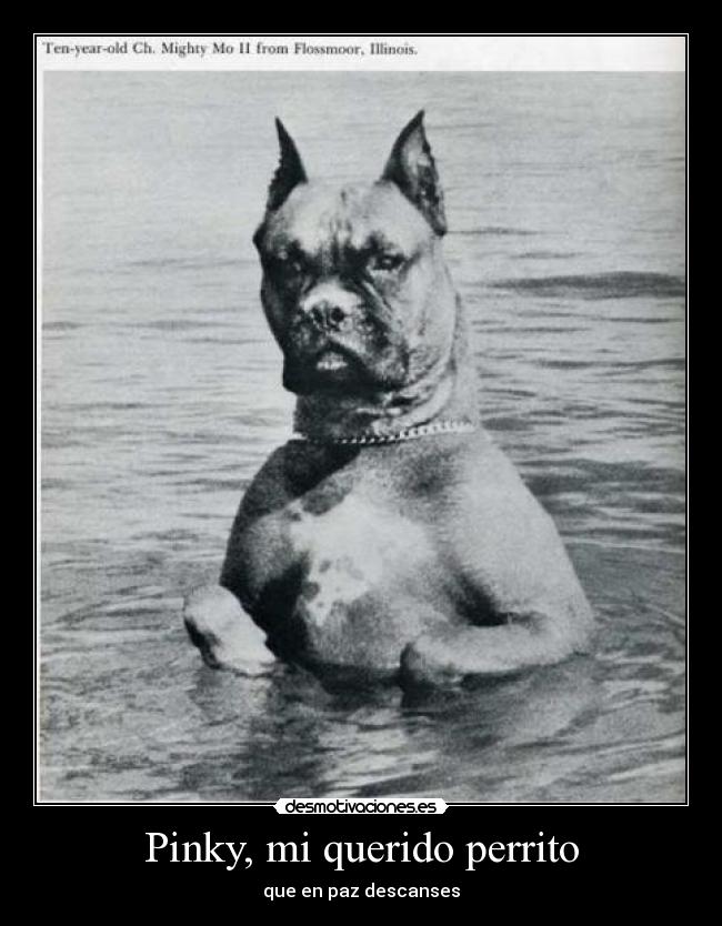 carteles adiosss para siempre pinkyyyyyy desmotivaciones