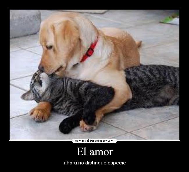 El amor - 
