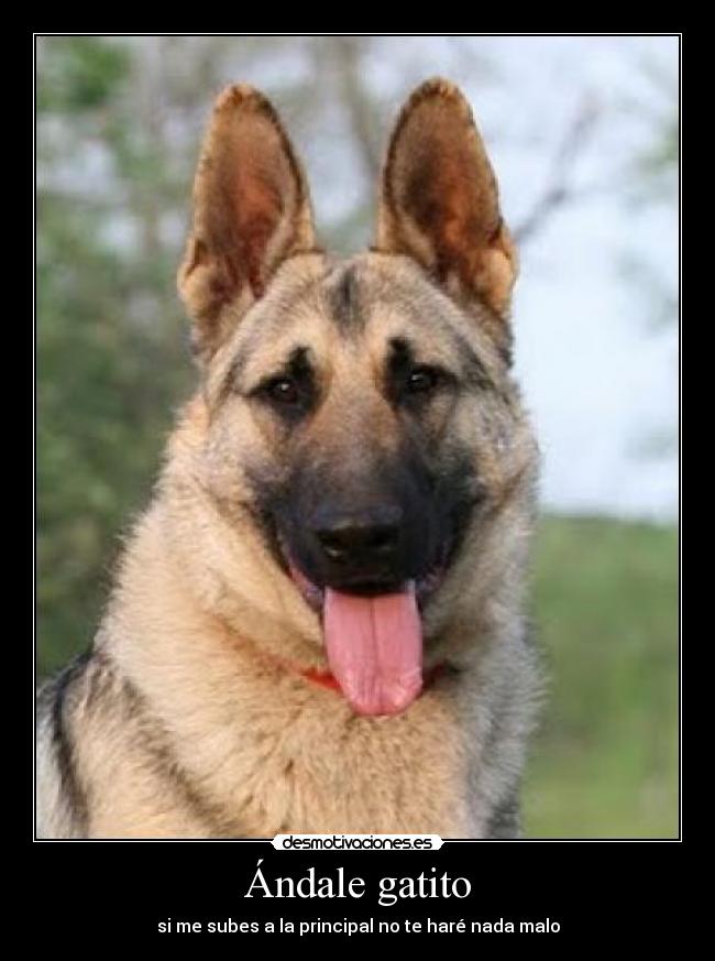 Ándale gatito - si me subes a la principal no te haré nada malo