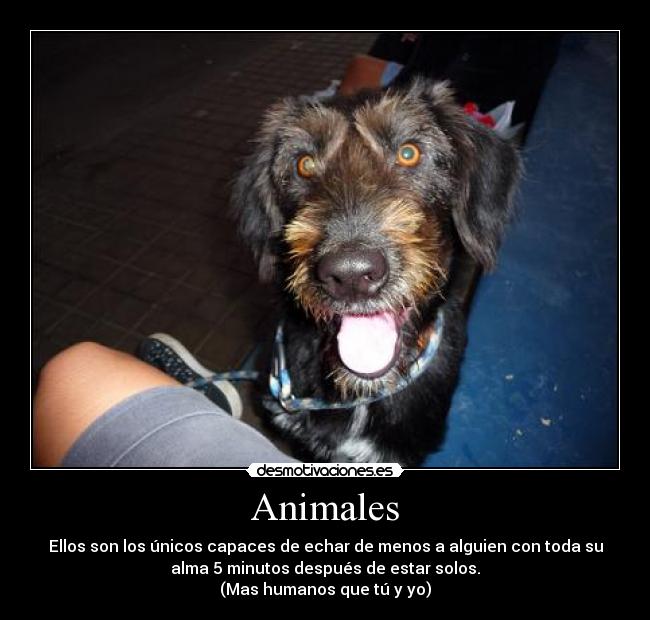 Animales - Ellos son los únicos capaces de echar de menos a alguien con toda su
alma 5 minutos después de estar solos.
(Mas humanos que tú y yo)