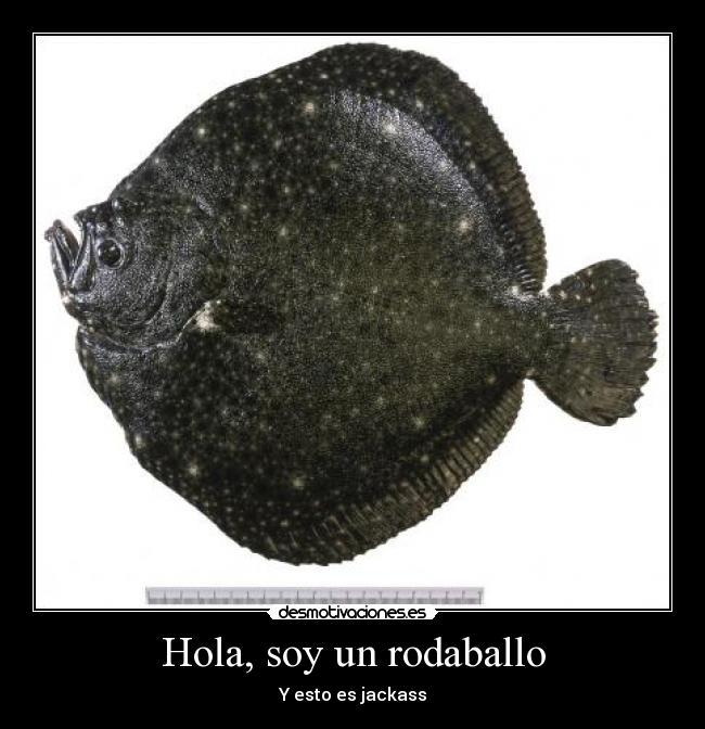 Hola, soy un rodaballo - Y esto es jackass