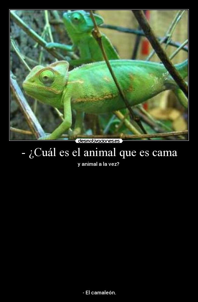 - ¿Cuál es el animal que es cama - y animal a la vez?
- El camaleón.