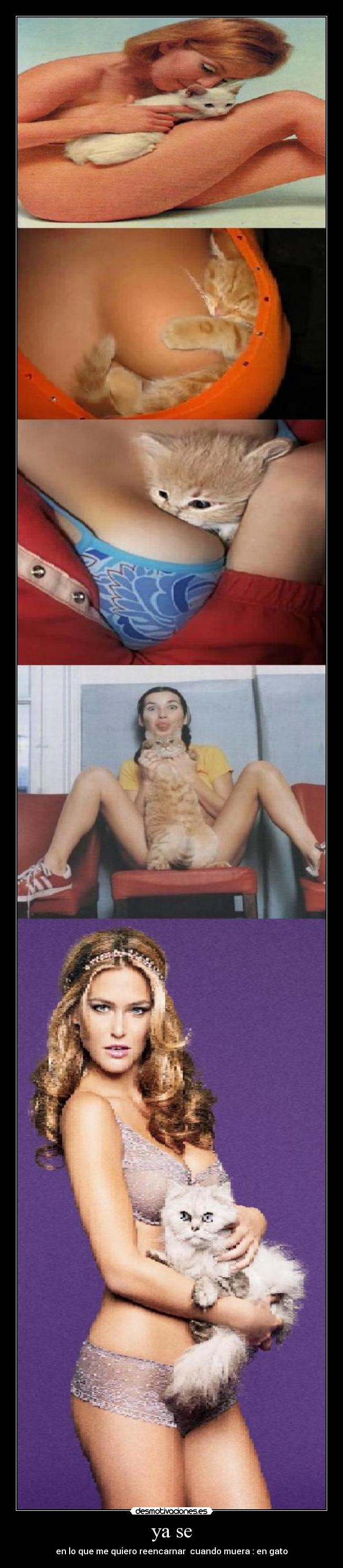 ya se - en lo que me quiero reencarnar  cuando muera : en gato