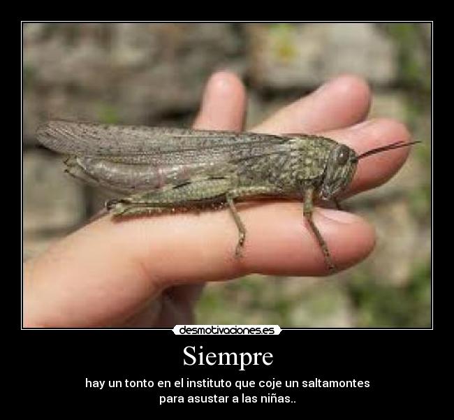 Siempre - hay un tonto en el instituto que coje un saltamontes
para asustar a las niñas..