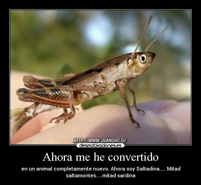 carteles gallegomadridista ismael amoedo fragueiro desmotivaciones