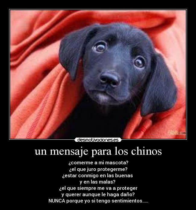 un mensaje para los chinos - ¿comerme a mi mascota?
¿el que juro protegerme?
¿estar conmigo en las buenas 
y en las malas? 
¿el que siempre me va a proteger
y querer aunque le haga daño?
NUNCA porque yo si tengo sentimientos.....