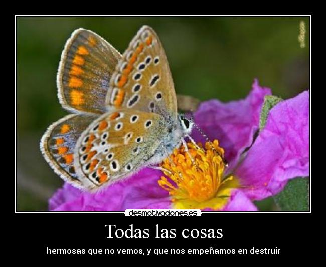 Todas las cosas - hermosas que no vemos, y que nos empeñamos en destruir