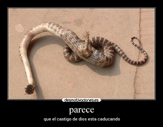 parece - que el castigo de dios esta caducando