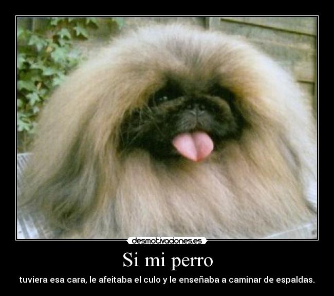 Si mi perro -