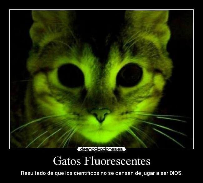 Gatos Fluorescentes - Resultado de que los cientificos no se cansen de jugar a ser DIOS.
