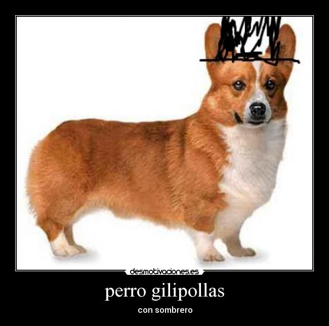 perro gilipollas - con sombrero