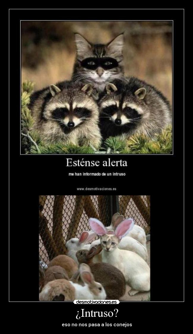¿Intruso? - eso no nos pasa a los conejos
