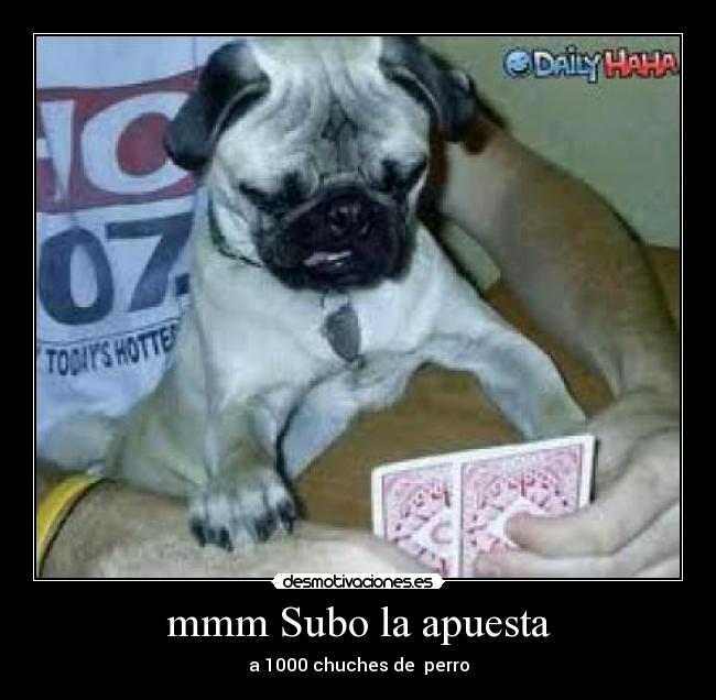 mmm Subo la apuesta - a 1000 chuches de  perro