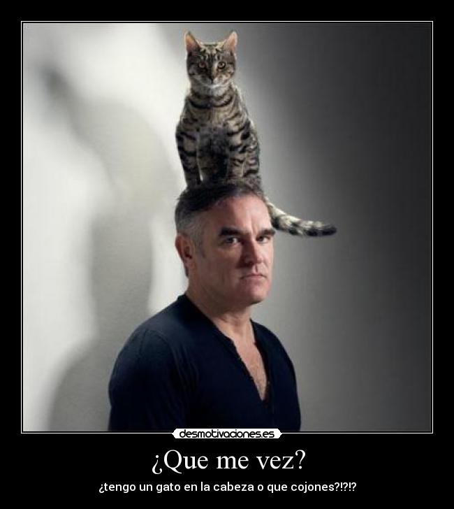 ¿Que me vez? - ¿tengo un gato en la cabeza o que cojones?!?!?