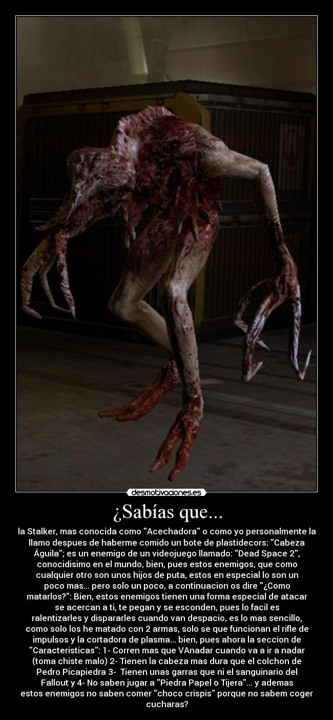 ¿Sabías que... - la Stalker, mas conocida como Acechadora o como yo personalmente la
llamo despues de haberme comido un bote de plastidecors: Cabeza
Águila; es un enemigo de un videojuego llamado: Dead Space 2,
conocidisimo en el mundo, bien, pues estos enemigos, que como
cualquier otro son unos hijos de puta, estos en especial lo son un
poco mas... pero solo un poco, a continuacion os dire ¿Como
matarlos?: Bien, estos enemigos tienen una forma especial de atacar
se acercan a ti, te pegan y se esconden, pues lo facil es
ralentizarles y dispararles cuando van despacio, es lo mas sencillo,
como solo los he matado con 2 armas, solo se que funcionan el rifle de
impulsos y la cortadora de plasma... bien, pues ahora la seccion de
Caracteristicas: 1- Corren mas que VAnadar cuando va a ir a nadar
(toma chiste malo) 2- Tienen la cabeza mas dura que el colchon de
Pedro Picapiedra 3- Tienen unas garras que ni el sanguinario del
Fallout y 4- No saben jugar a Piedra Papel o Tijera... y ademas
estos enemigos no saben comer choco crispis porque no sabem coger
cucharas?