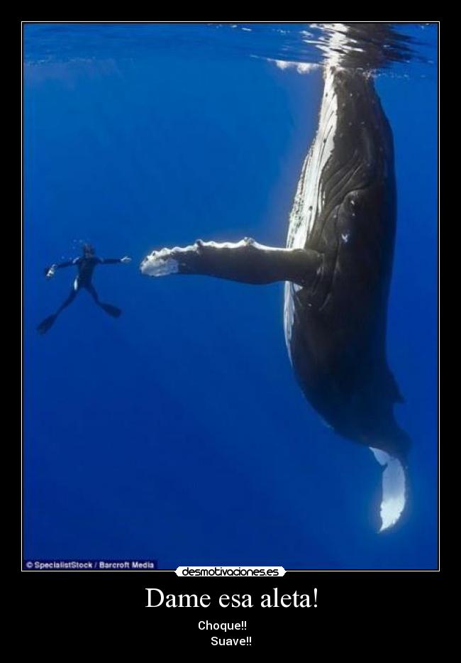 Dame esa aleta! - Choque!!      
Suave!!