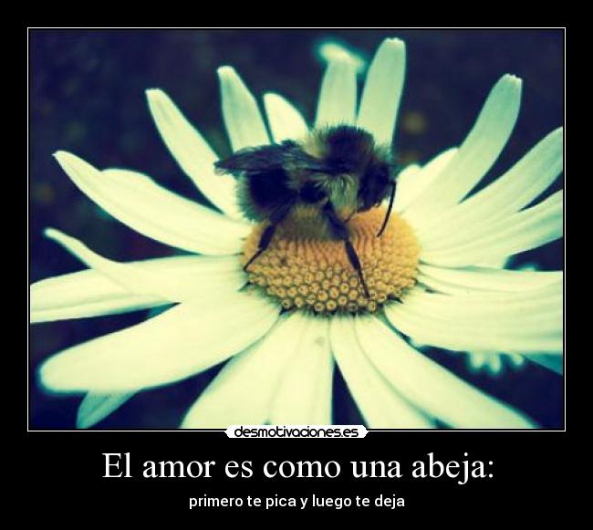 El amor es como una abeja: - primero te pica y luego te deja