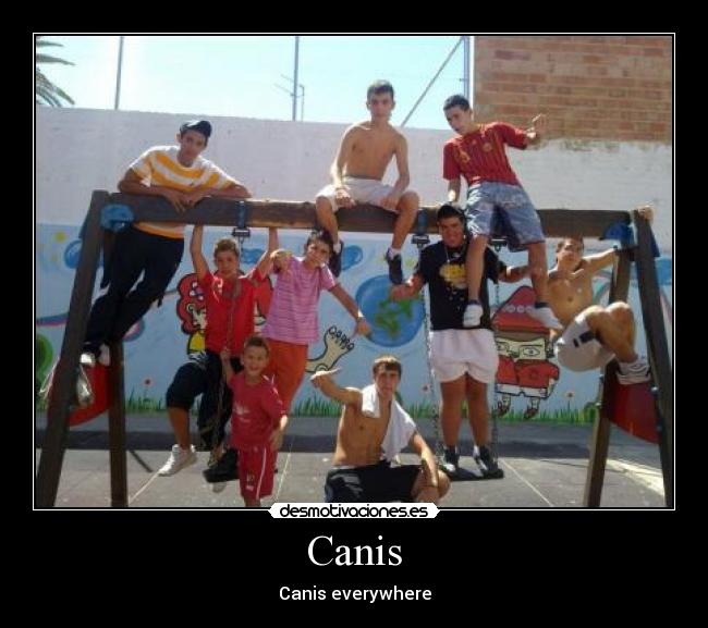 Canis - Canis everywhere