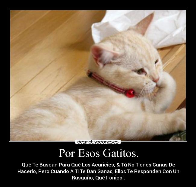 carteles gatitos lindos desmotivaciones