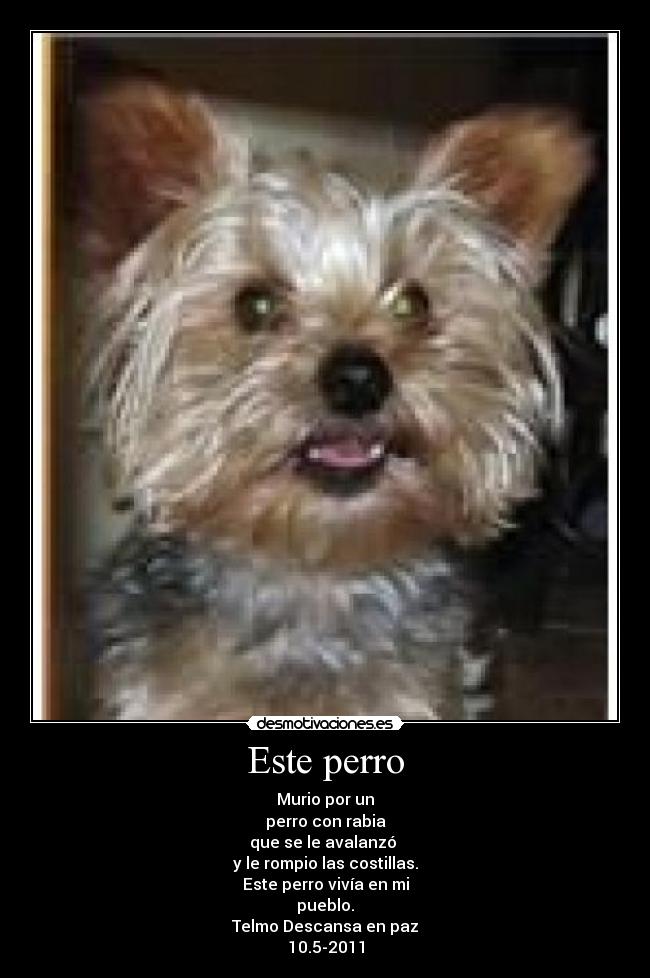 Este perro - Murio por un
perro con rabia
que se le avalanzó
y le rompio las costillas.
Este perro vivía en mi
pueblo.
Telmo Descansa en paz
10.5-2011