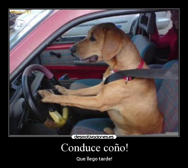 Conduce coño! - Que llego tarde!