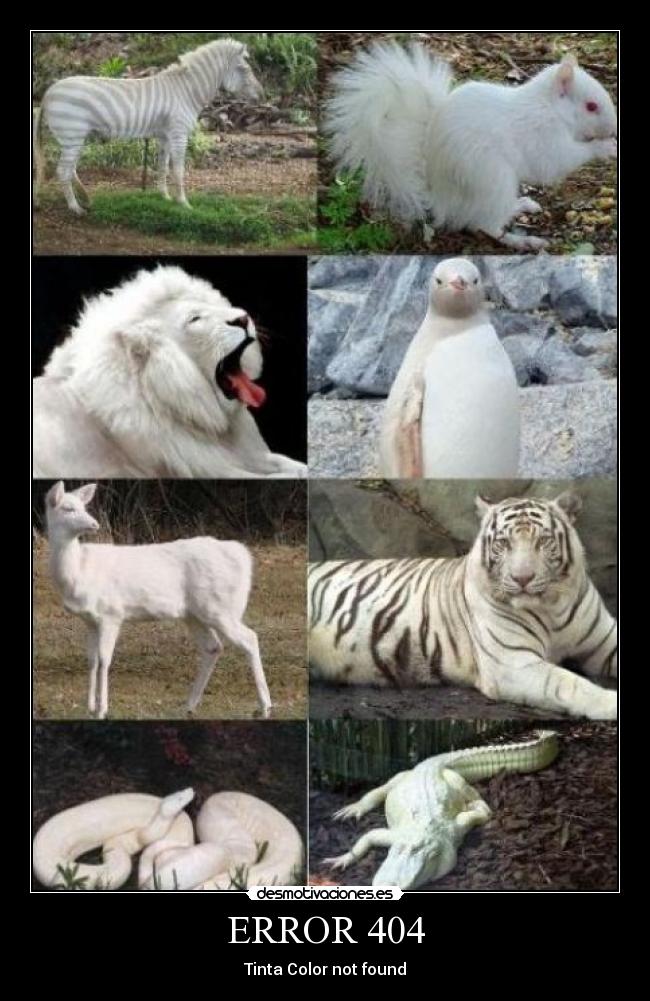 ERROR 404 - Tinta Color not found