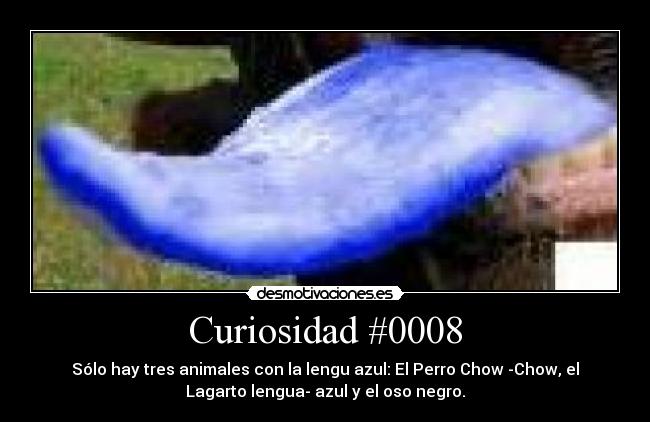 Curiosidad #0008 - 