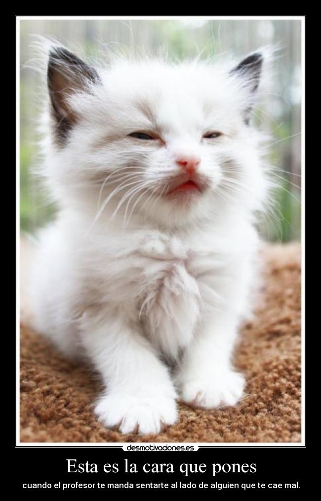 Esta es la cara que pones - 