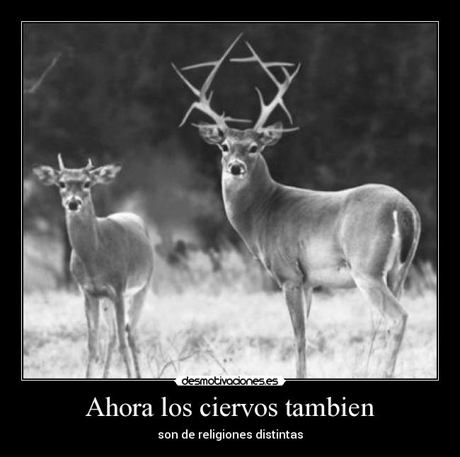 carteles ciervo judio ciervos cristiano musulmas distinto religion ahora desmotivaciones