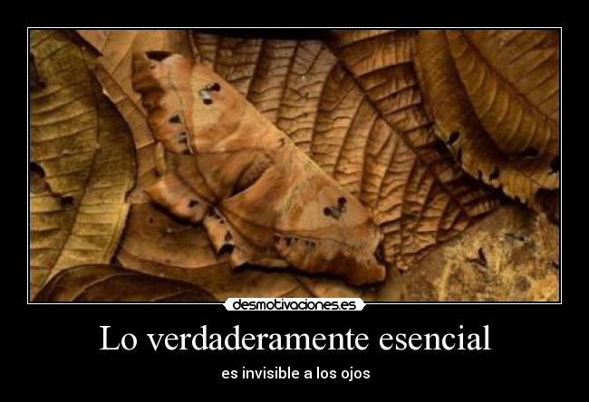 Lo verdaderamente esencial - 