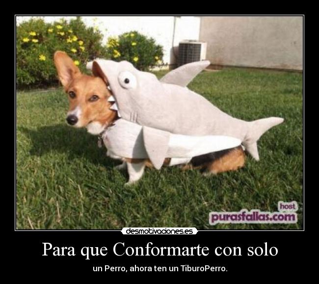 Para que Conformarte con solo - un Perro, ahora ten un TiburoPerro.