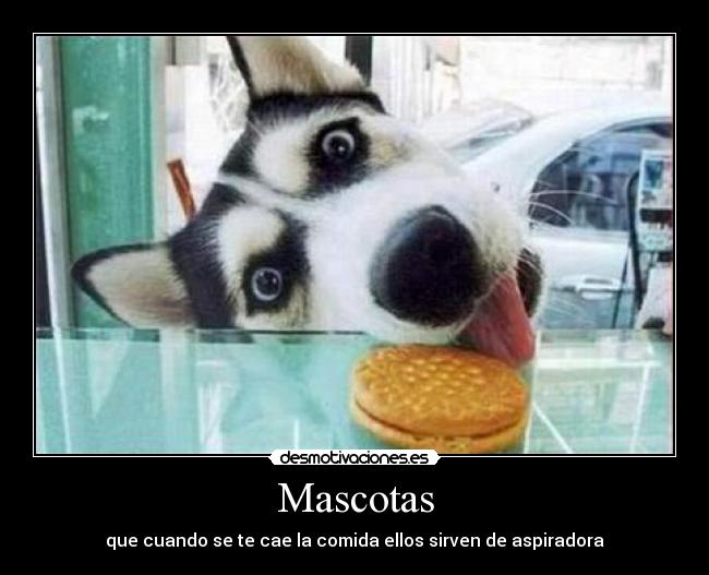 Mascotas - 