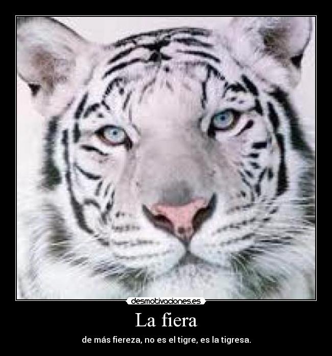 carteles tigre desmotivaciones