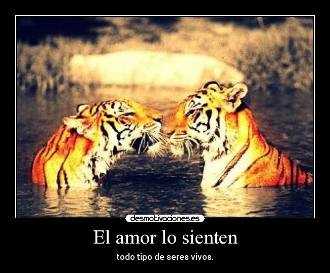 El amor lo sienten - todo tipo de seres vivos.